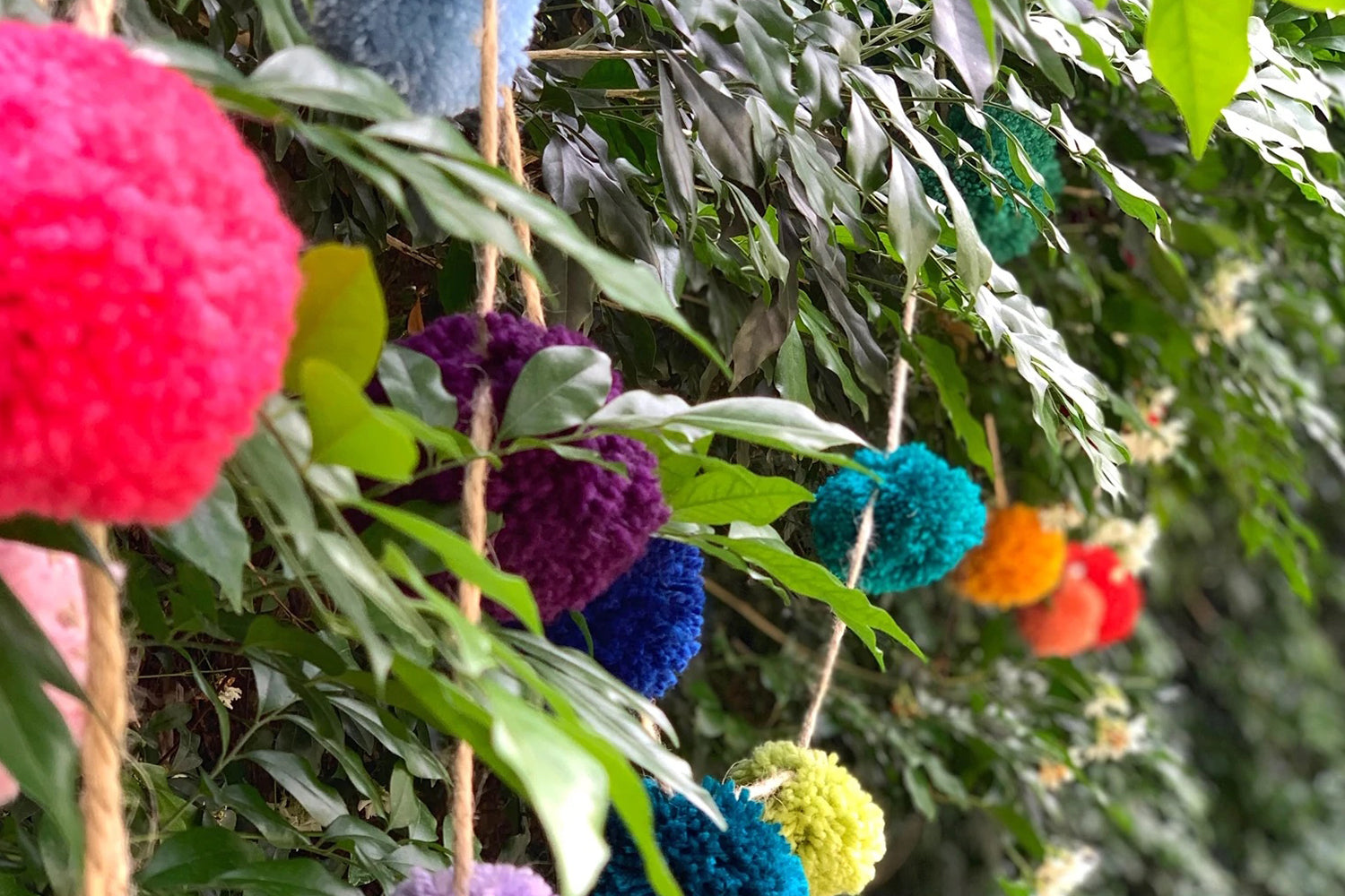 Pom Pom on a Picnic?